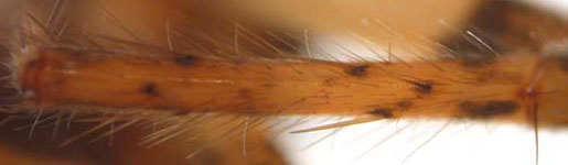 Anyphaena accentuata - tibia (c) Ziewer