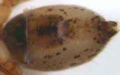 Anyphaena accentuata - opisthosoma ventral (c) Ziewer