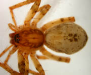 Anyphaena accentuata habitus female (c) Aretz