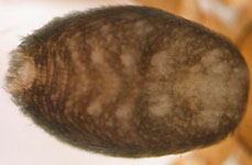 Apostenus fuscus - opisthosoma (c) Gebert