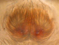 Apostenus fuscus - epigynum (c) Gebert