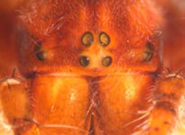 Araneus diadematus - eyes and clypeus (c) Arndts, Struebing