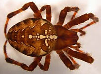 Araneus diadematus - habitus (c) Arndts, Struebing