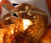 Araneus diadematus - abdomen humps (c) Arndts, Struebing
