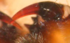 Araneus marmoreus - chelicerae (c) Heßler/Naber