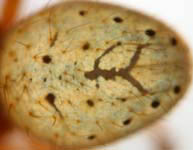 Araniella opisthographa - opisthosoma (c) Hartmann