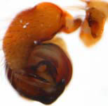 Araniella opisthographa - male palp (c) Hartmann
