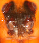 Arctosa perita, eyes (c) Dicke