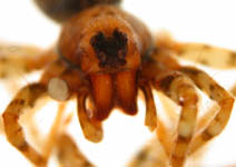 Arctosa perita, frontal (c) Dicke