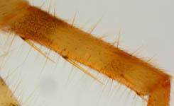 Arctosa perita, tibia (c) Dicke