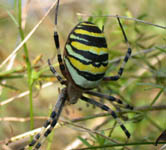 Argiope bruennichi - female (c) B. Huber