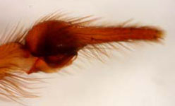 Argyroneta aquatica - palp (c) Hita Garcia