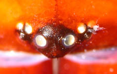 Atypus muralis eyes (c) Aretz