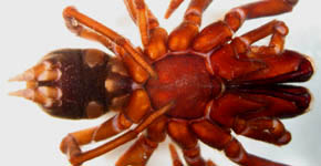 Atypus muralis - male (c) Aretz