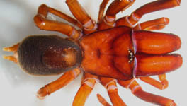 Atypus sp. (muralis?) - habitus male (c) Aretz