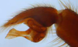 Atypus sp. (muralis?) - palp (c) Ziewer