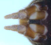 Atypus sp. (muralis?) - spinnerets (c) Ziewer