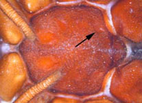 Atypus sp. (muralis?) - sternum, arrow: sigillum (c) Ziewer