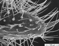 Atypus piceus - adult female PLS (c) ZFMK Spider course 2005