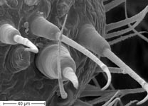 Atypus piceus - adult female PMS (c) ZFMK spider course 2005