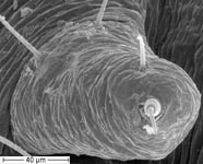 Atypus piceus - nymph ALS (c) ZFMK Spider course 2005