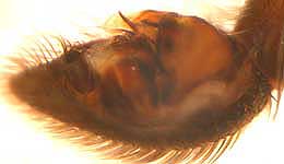 Aulonia albimana - male palp (c) Schumacher/Kuhlen