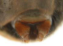 Callobius claustrarius - spinnerets (c) Theine