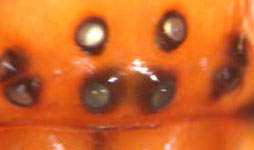 Cheiracanthium sp. - eyes (c) Funke