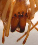 Cheiracanthium sp. - frontal view (c) Funke