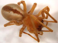 Cheiracanthium sp. - habitus (c) Funke