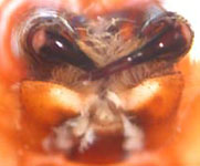 Cheiracanthium sp. - chelicerae (c) Funke