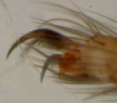 Cicurina cicur - claws (c) Arndts/Struebing