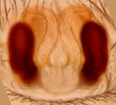 Cicurina cicur - cleared epigynum (c) Schumacher