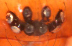 Cicurina cicur - eyes (c) Arndts, Struebing