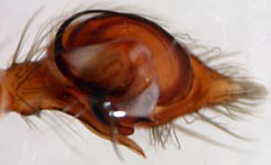 Cicurina cicur - male palp (c) Arndts, Struebing