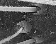 Cicurina cicur - trichobothrium (c) ZFMK Spider Course 2005