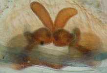 Clubiona reclusa - cleared epigynum (c) ZFMK spider course 2005