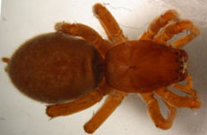 Clubiona reclusa - habitus (c) Baum , Blondiau