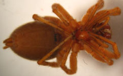 Clubiona reclusa - ventral view (c) Blondiau