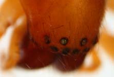 Clubiona terrestris - eyes (c) Knieriem
