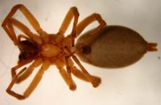 Clubiona terrestris - female ventral (c) Knieriem