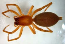 Clubiona terrestris - female (c) Knieriem