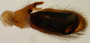 Clubiona terrestris - male palp (c) Theine