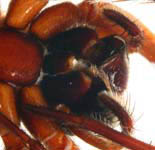 Coelotes terrestris - chelicerae (c) Knieriem