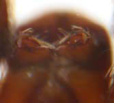 Dictyna uncinata - chelicerae (c) Theine