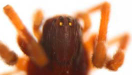 Dictyna uncinata - eyes (c) Theine