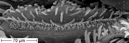 Dictyna uncinata - female cribellum (c) ZFMK spider course 2005
