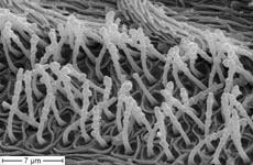 Dictyna uncinata - female cribellum detail (c) ZFMK spider course 2005