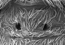 Dictyna uncinata - epigynum (c) ZFMK spider course 2005