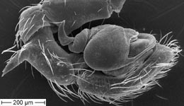 Dictyna uncinata - male palp (c) ZFMK spider course 2005